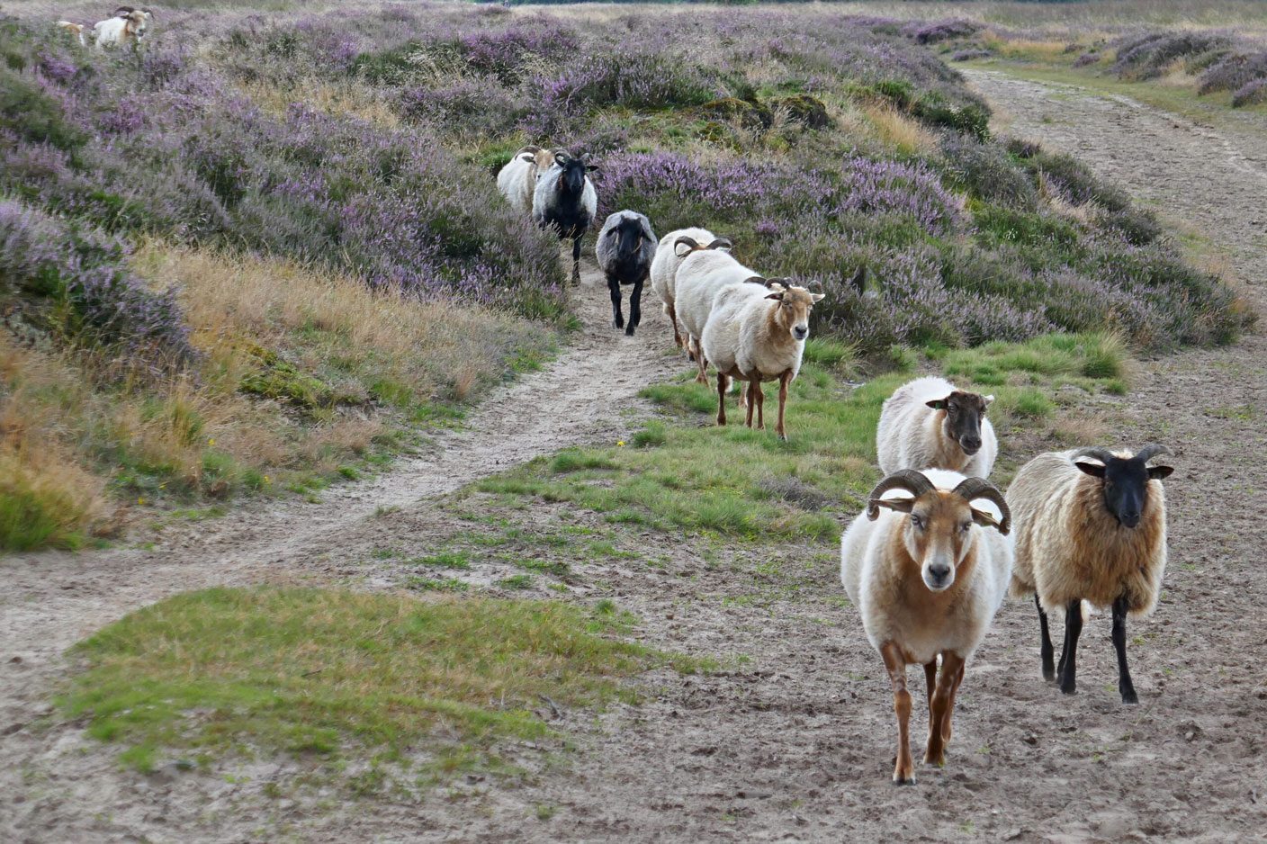 Vakantiehuis provincie Drenthe